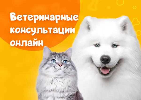 Ветеринарные консультации в чате на сайте!