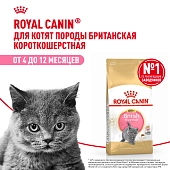 Royal Canin British Shorthair Kitten для котят британской короткошерстной породы