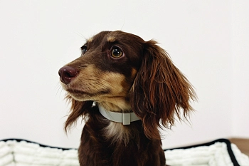 M-Pets Keep calm ошейник успокаивающий с феромонами для собак