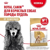 Royal Canin Poodle Adult корм для собак породы пудель