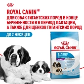 Royal Canin Giant Starter для щенков до 2 месяцев, беременных и кормящих сук гигантских пород