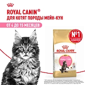 Royal Canin Maine Coon Kitten для котят породы мейн-кун