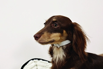 M-Pets Keep calm ошейник успокаивающий с феромонами для собак